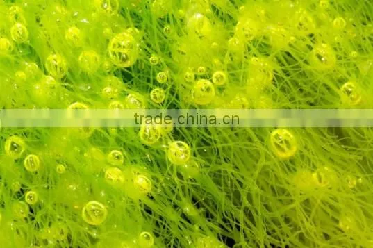 Seaweed Extratcs