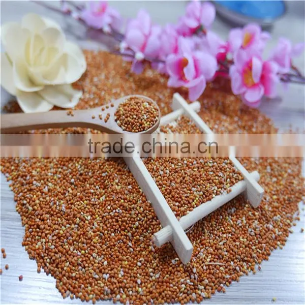 Well Chosen Yellow Millet in Husk photo-5