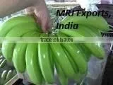 Fresh Cavendish Banana / Fresh Banana / Fresh Green Banana
