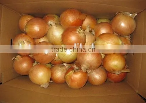 Fresh Red Onion and Yellow Onion With Wholesales Price photo-2