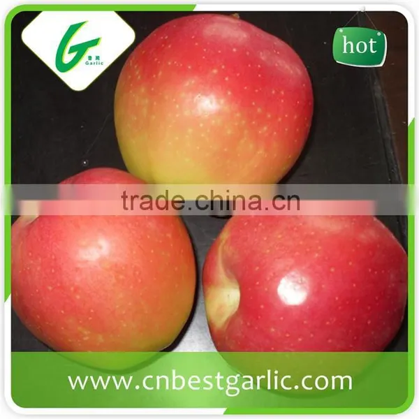 New Crop Class 1 Fresh Royal Gala Apple photo-4