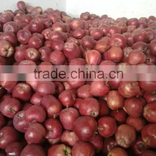 Huaniu Apples Red Delicous of Year 2015 photo-3