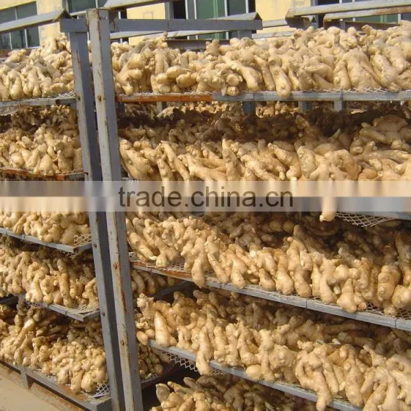 Good Quality Chinese Fresh Ginger photo-5
