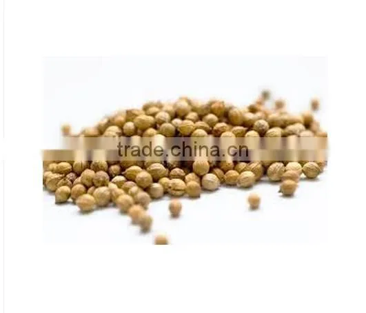 Hot Selling Coriander