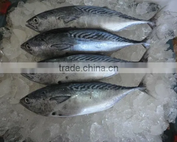 Frozen Bonito Whole Fish photo-2