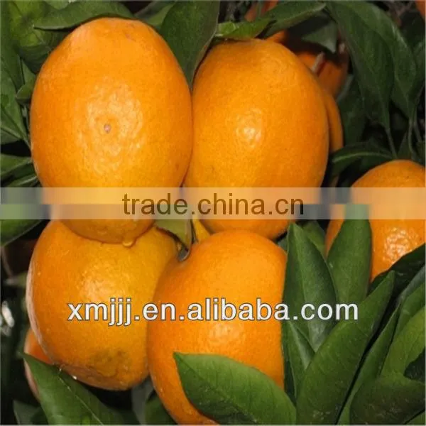 Yongchun Lugan Orange photo-4