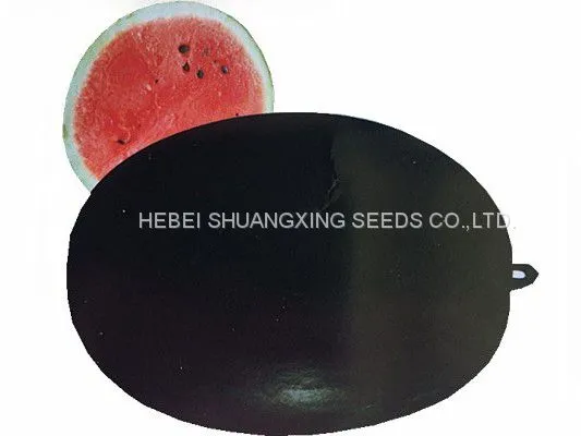 Black Jing Hybrid f1 Large Size Planting Watermelon Seeds photo-4
