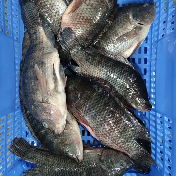 Frozen Tilapia Whole Round Fish photo-3