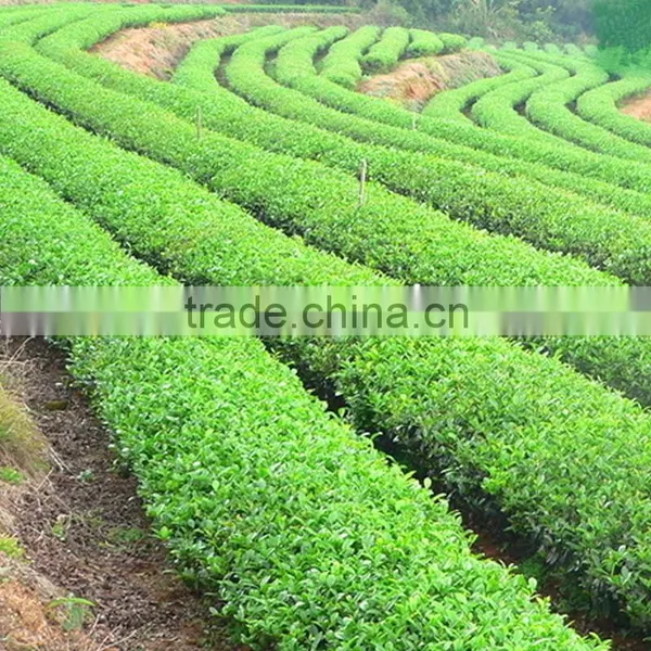 Super Chinese New Harvest Green Tea Weight Loss Green Tea Dragonwell Xihulongjing Green Tea photo-4