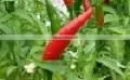 Organic Fresh Bird Chilli photo-2