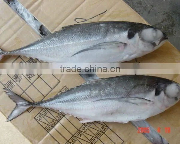 Horse Mackerel