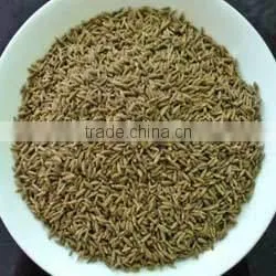Cumin Seeds, Best Quality Cumin Seeds