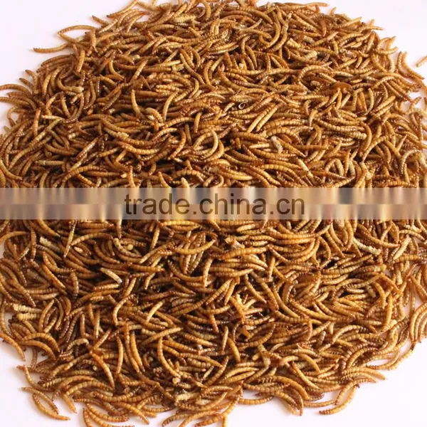 Tenebrio Molitor Dried Mealworms