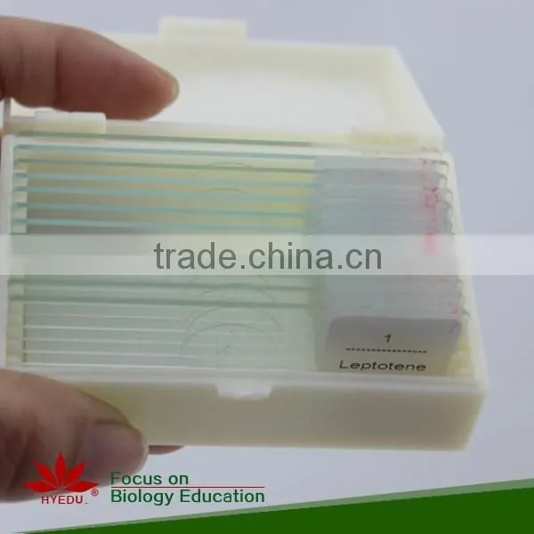 With All the Phases 12pcs Set Meiosis Microscope Slides photo-6