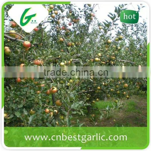 Red Chief Royal Gala Apple in Competitive Prices photo-3