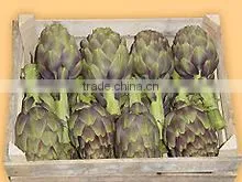 Fresh Quality Artichoke