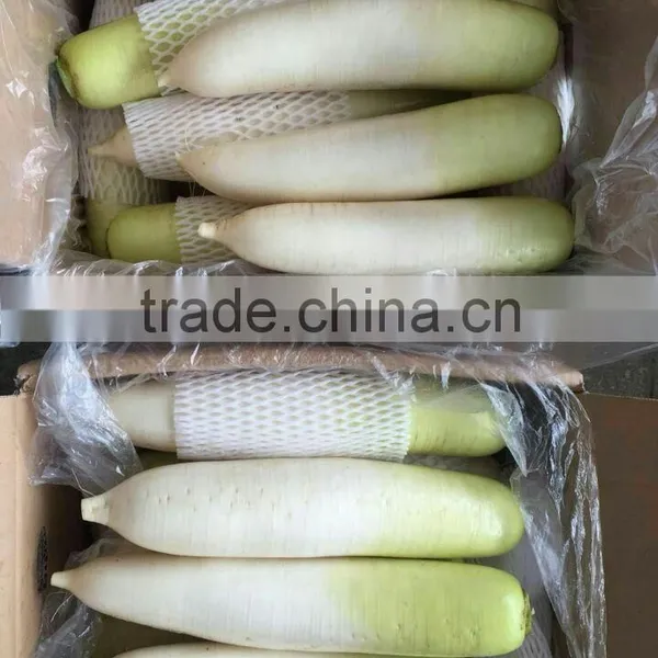 White Raddish Exporter