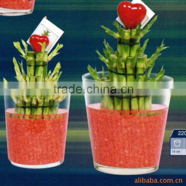 Indoor Decorative Ornamental Bonsai Plants of Dracaena Sanderiana photo-3