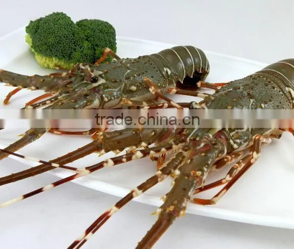 Vietnam Alive Green Lobster