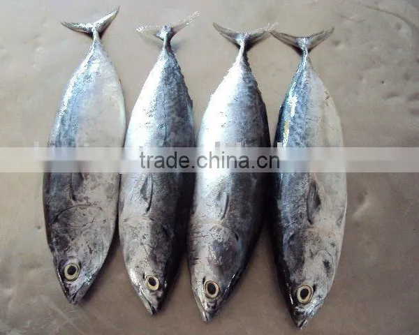 Frozen Bonito photo-3