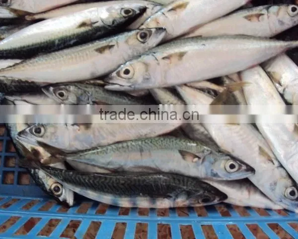 Frozen Mackerel Fish Good Quality photo-3
