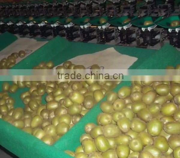 Vegetable Weighting Sorting Machine for Tomato, Beans,pear, Kiwi Fruit, Apple photo-2