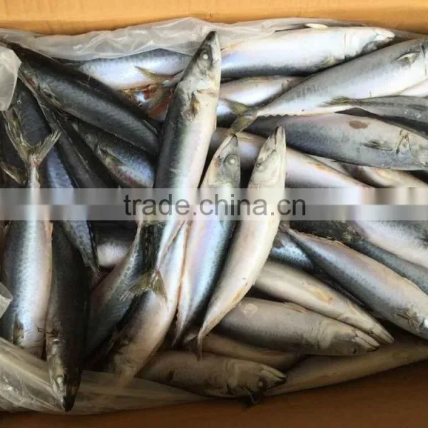 WR Frozen Pacific Mackerel photo-6