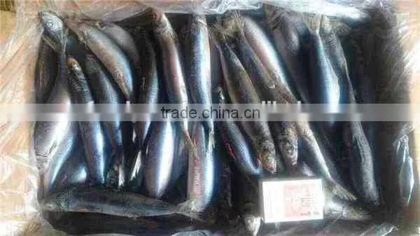 Frozen Sardine 100-150g photo-5