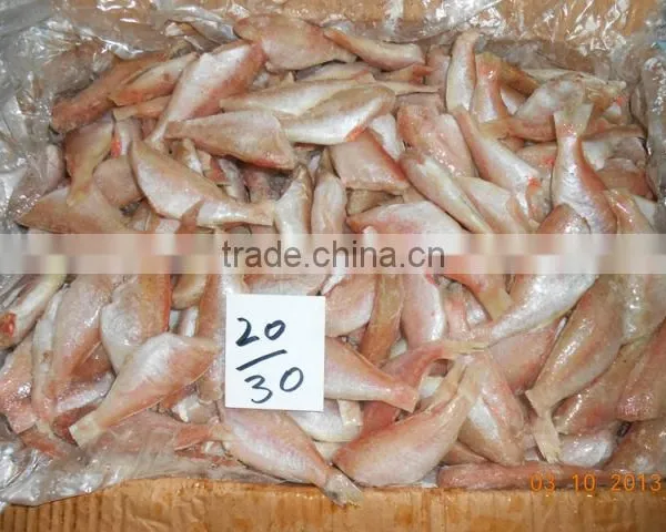FROZEN SEA BREAM photo-3