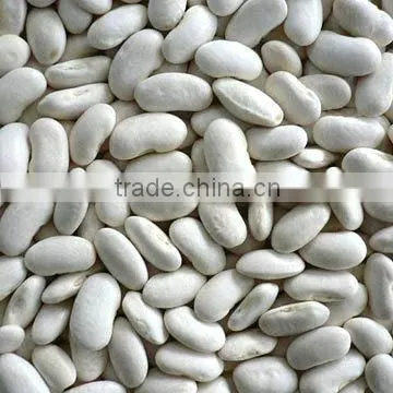 We Are Supply Kidney Beans, Medium White Kidney Beans With Competitive Price Quality Choice photo-5