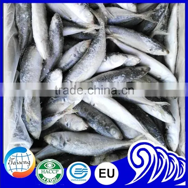 New Arrival Good Quality Frozen Horse Mackerel Fish photo-6