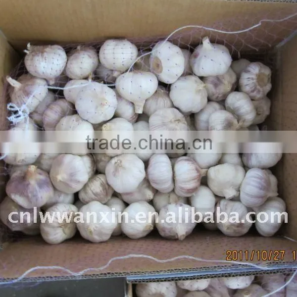 4.5 cm Garlic