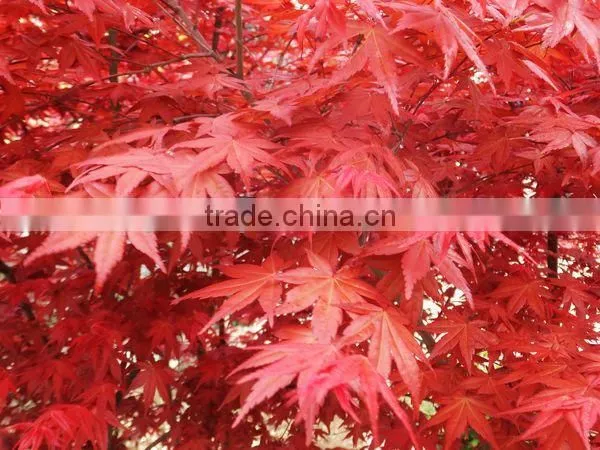 Acer Rubrum /Chinese Maple /Acerpalmatum/Japanese Maple Tree Seeds for Planting photo-2