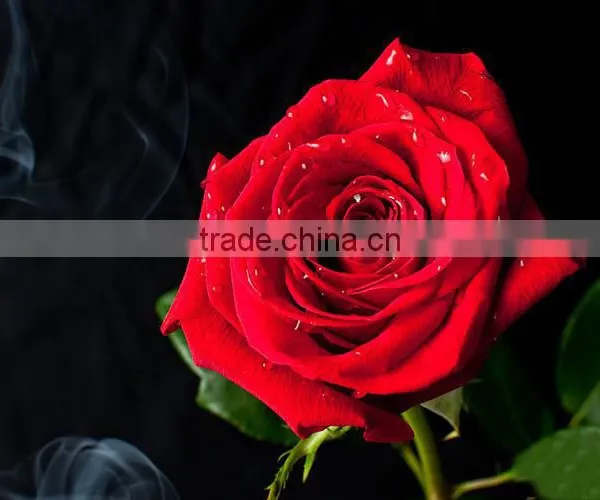 Multi Color Roses Seedlings photo-4