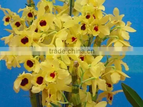Dendrobium Extract Alkaloid photo-2