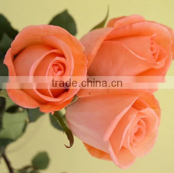 Wholesale Fresh Cut Flower Rose Plants of Various Colors