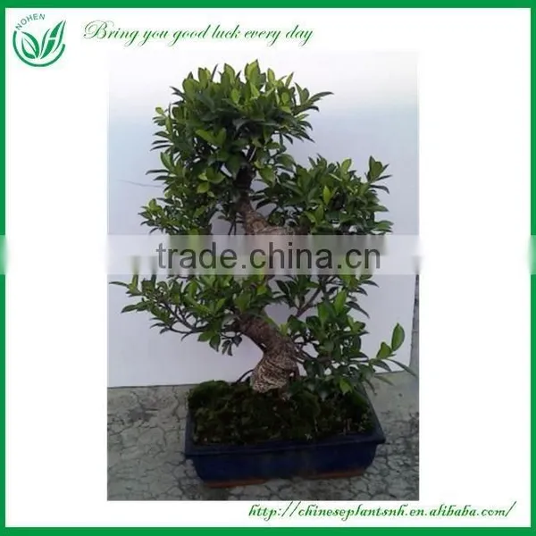 Ficus Bonsai photo-5