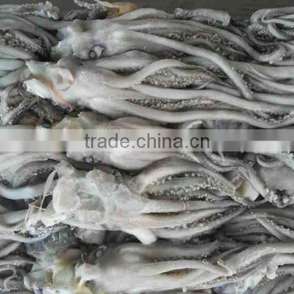 Frozen Squid Head Much Stock in Factory Price in China