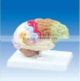 Brain Function Model(COLORED )