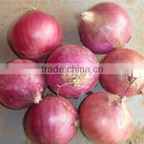 Fresh Red Onion Price photo-2