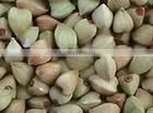 Hulled Buckwheat Kernel/groats Buckwheat Rice Manufacturer