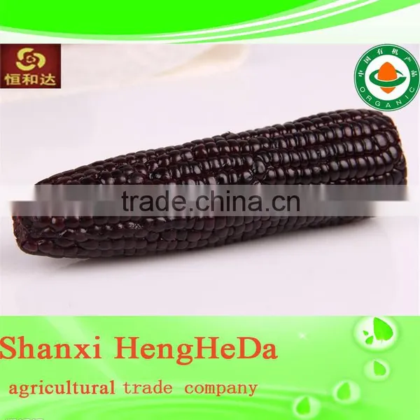 Com for Sale Indian Yellow Maize Corn photo-6