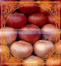 Fresh Onion