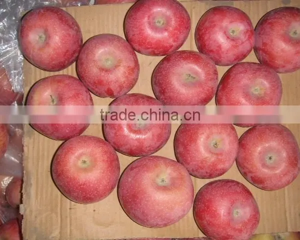 Fresh Qinguan Apple photo-4
