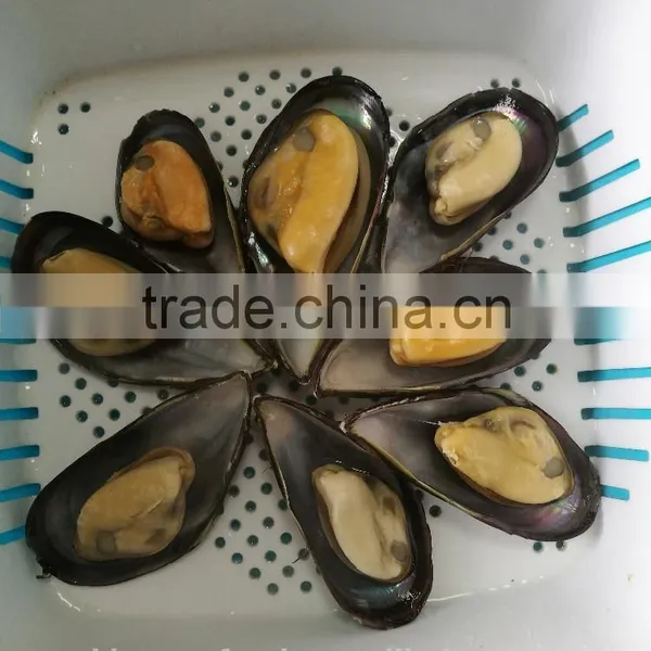 High Quality Half Shell Mussel