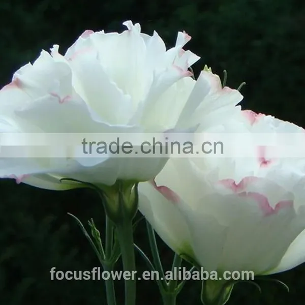 2017 New Different Kinds Of Cut Fresh Eustomas Flowers For Sale photo-6