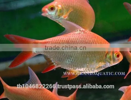Albino Red Tail Tinfoil Barb Fish / Thailand Tropical Fish Exporter photo-2