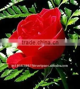 Organic Rose Oil