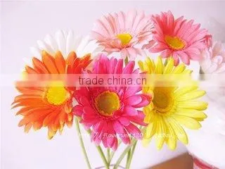 Fresh Cut Flowers Types of Fresh Flower Gerbera Floer photo-6