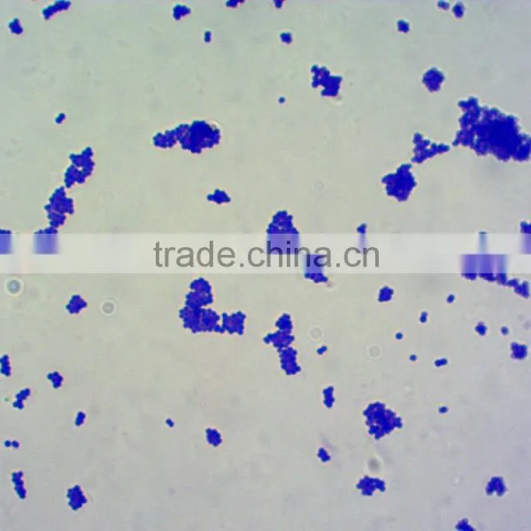 Microscopes Using Microscope Prepared Slides